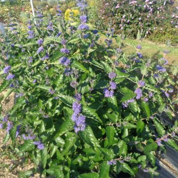 Caryopteris clandonensis Blue Fountain - Blauwe spirea