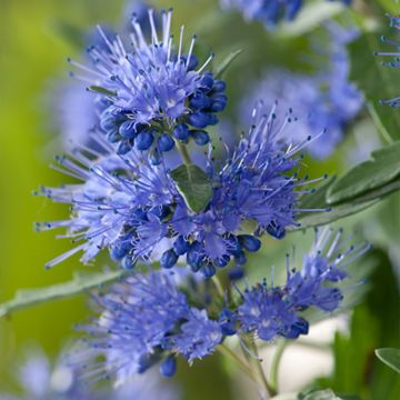 Caryopteris clandonensis Blauer Spatz - Blauwe spirea