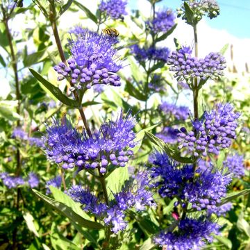 Caryopteris clandonensis Camara Dark Blue - Blauwe spirea