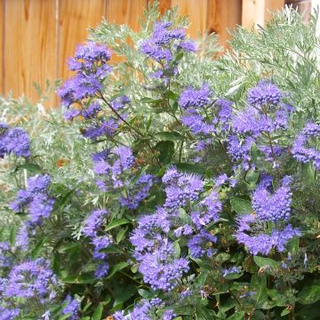 Caryopteris clandonensis Heavenly Blue - Blauwe spirea