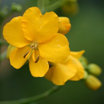 Cassia floribunda - Senne