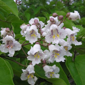 Catalpa bignonioides - Trompetboom