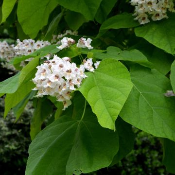 Catalpa bignonioides - Trompetboom