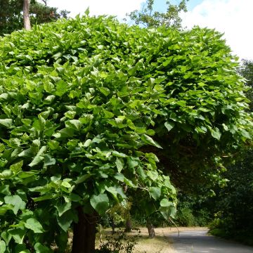 Catalpa bignonioides Nana - Trompetboom