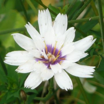 Catananche caerulea Alba - Witte strobloem