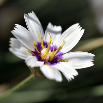 Catananche caerulea Alba - Witte strobloem