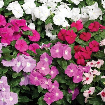 Catharanthus roseus Cora Cascade Mix - Roze maagdenpalm