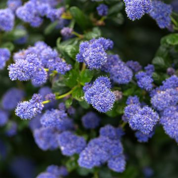 Ceanothus Autumnal Blue - Amerikaanse sering