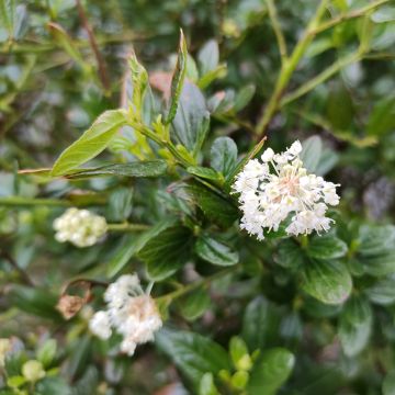 Ceanothus x thyrsiflorus Snow Flurries - Amerikaanse sering