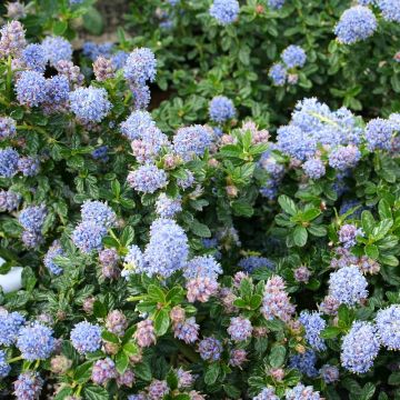 Ceanothus Blue Mound - Amerikaanse sering