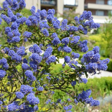 Ceanothus x arboreus Concha - Amerikaanse sering