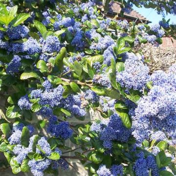 Ceanothus Trewithen Blue - Amerikaanse sering