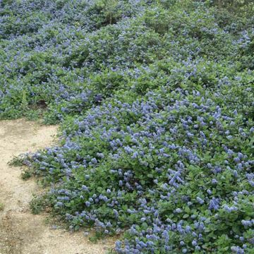 Ceanothus griseus Yankee Point - Amerikaanse sering