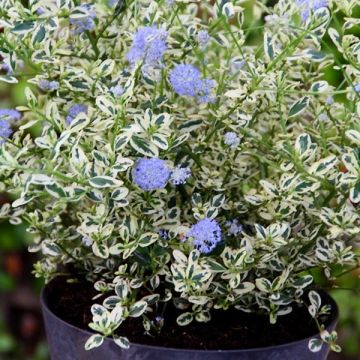 Ceanothus impressus Cool Blue - Amerikaanse sering
