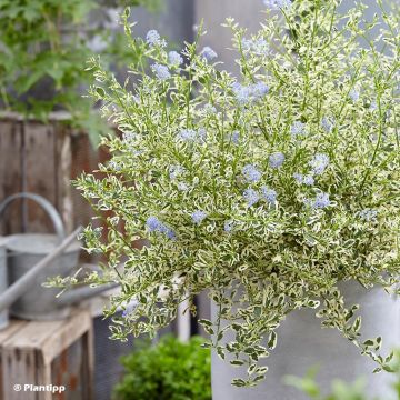 Ceanothus impressus Cool Blue - Amerikaanse sering