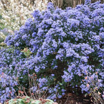 Ceanothus impressus Puget Blue - Amerikaanse sering