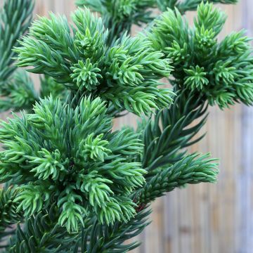 Cryptomeria japonica Dinger - Japanse cipres