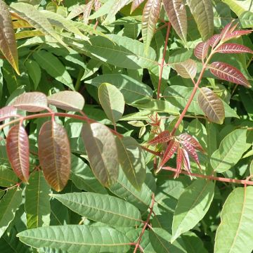 Toona sinensis - Chinese mahonieboom