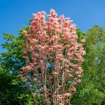 Toona sinensis Flamingo - Chinese mahonieboom