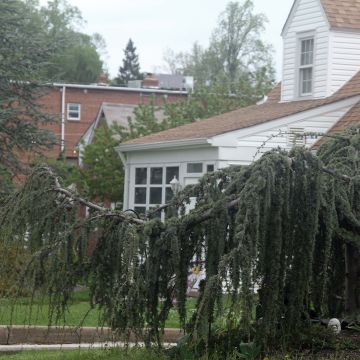 Cedrus libani Atlantica Pendula - Libanonceder