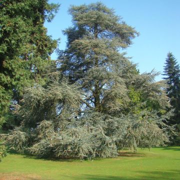 Cedrus libani atlantica Glauca - Atlasceder