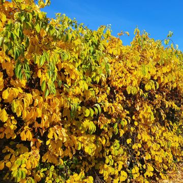 Celastrus orbiculatus Hercules - Boomwurger