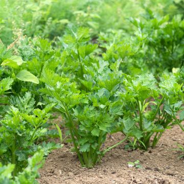 Bleekselderij Tango F1