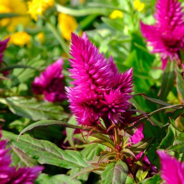 Hanekam Kelos Fire Paars in plantgoed - Celosia cristata