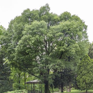 Celtis australis - Europese netelboom