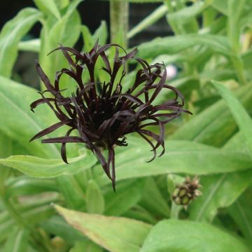 Centaurea montana Black Sprite - Bergkorenbloem