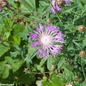 Centaurea bella - Centaurie