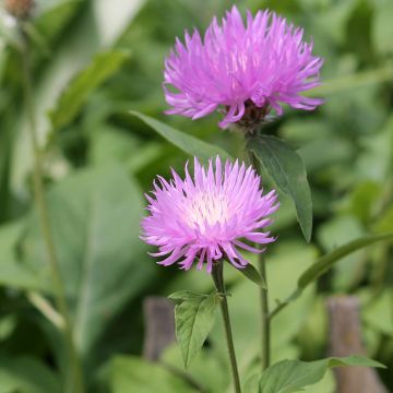 Centaurea dealbata - Perzische korenbloem