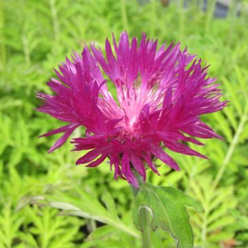 Centaurea dealbata Stenbeergii - Perzische korenbloem