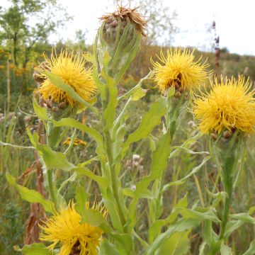 Centaurea macrocephala - Gele korenbloem