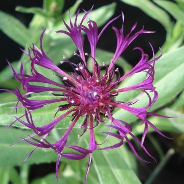 Centaurea montana Amethyst Dream - Bergkorenbloem