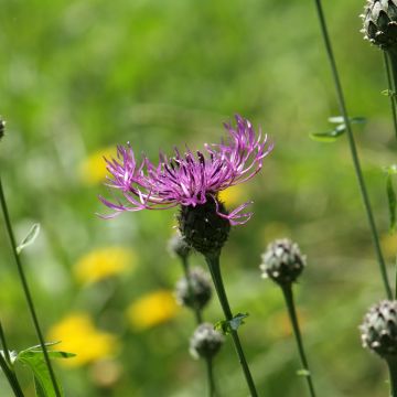 Centaurea scabiosa - Grote centaurie