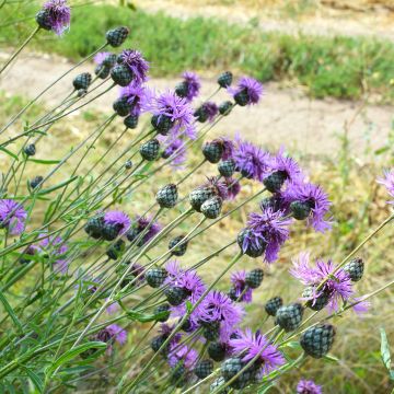Centaurea scabiosa (zaad) - Grote centaurie