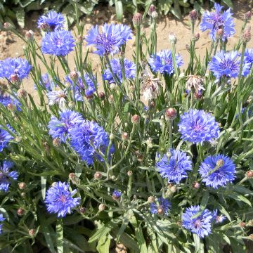 Korenbloem blauw Jubilee Gem (zaad) - Centaurea cyanus