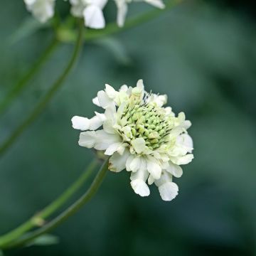 Cephalaria alpina - Plathoofd