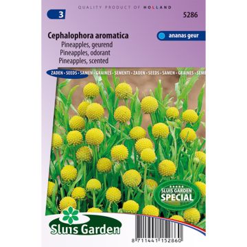 Cephalophora aromatica Pineapples (zaad)