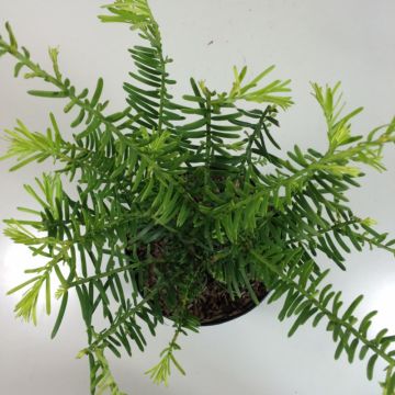 Cephalotaxus fortunei Prostrata - Knoptaxus