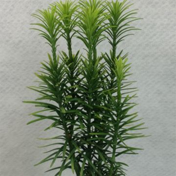 Cephalotaxus harringtonia Korean Gold - Knoptaxus