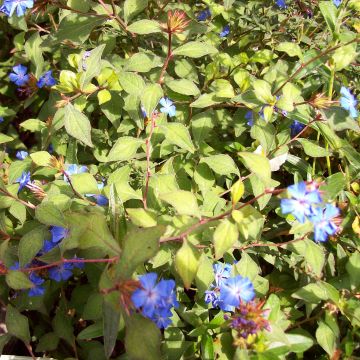 Ceratostigma griffithii - Loodkruid