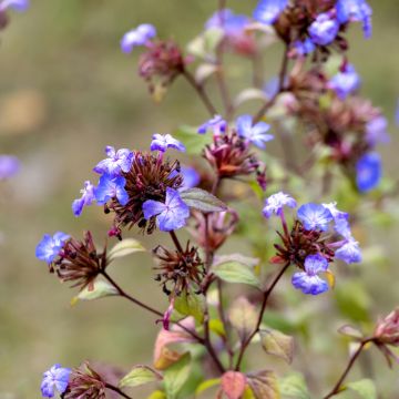 Ceratostigma willmottianum - Loodkruid