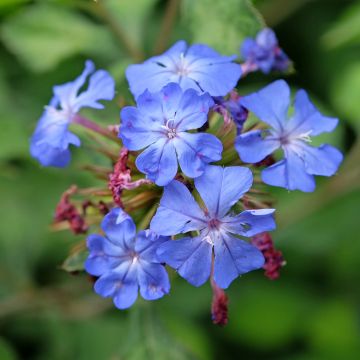 Ceratostigma willmottianum Forest Blue - Loodkruid