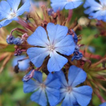 Ceratostigma willmottianum - Loodkruid