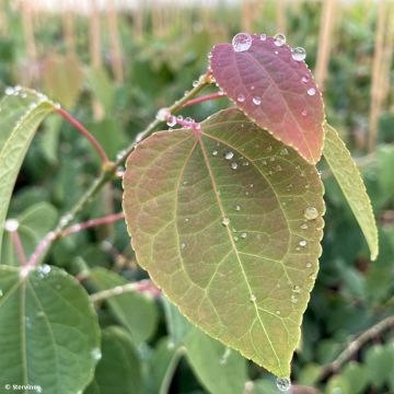 Cercidiphyllum japonicum Glowball - Katsuraboom