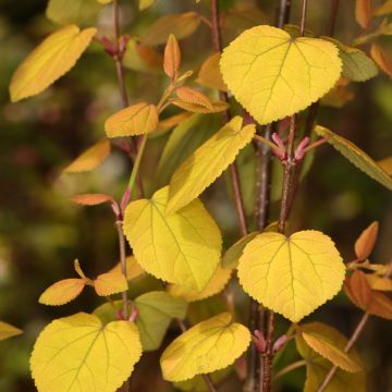 Cercidiphyllum japonicum Râ - Katsuraboom