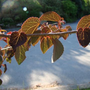 Cercidiphyllum japonicum Rotfuchs - Katsuraboom