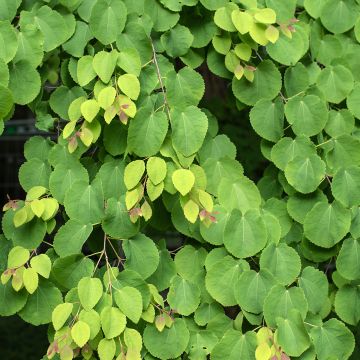 Cercidiphyllum japonicum (zaad) - Katsuraboom